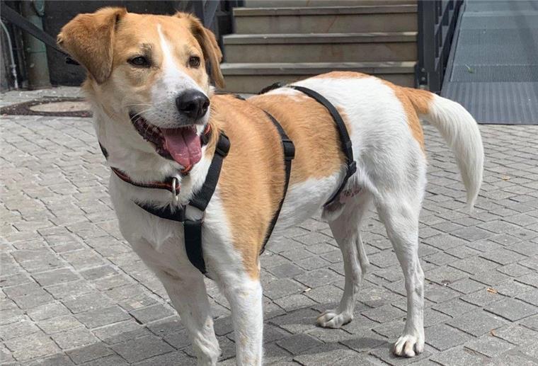 Hund von Gleisen im Bremer Hauptbahnhof gerettet „Danny“ lief auf den Bahngleisen herum.