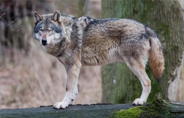 Beschwerde vor Gericht: Freundeskreis will Wolf retten Darf der Wolf in Niedersachsen abgeschossen werden? Ein Gericht muss nun darüber entscheiden.