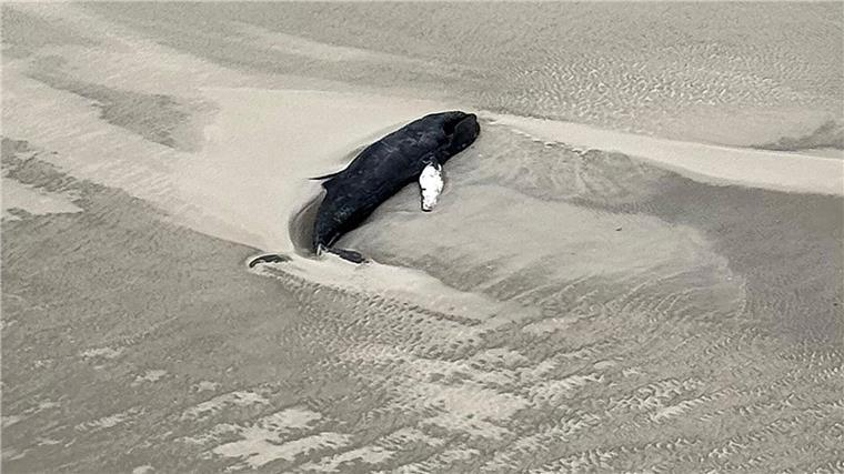 Darmparasiten haben nach Einschätzungen von Pathologen den gestrandeten, toten Buckelwal auf Minsener Oog erheblich geschwächt. (Archivbild) 