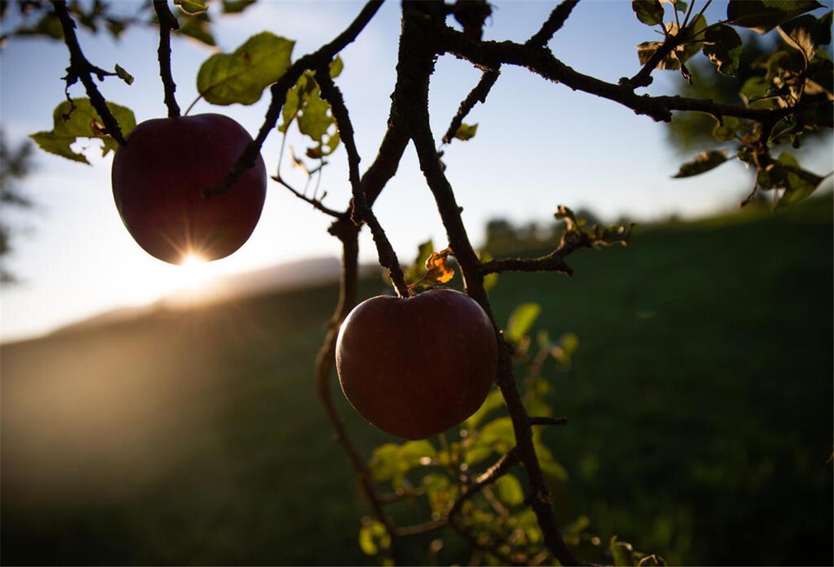 Unbekannte Täter verwüsten Obstplantage im Alten Land Zwei rote Äpfel hängen an einem Baum und werden von der aufgehenden Sonne angestrahlt.