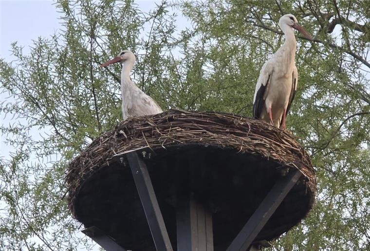 Das Atenser Storchenpaar auf seinem Nest in der Straße Am Hechtgraben.