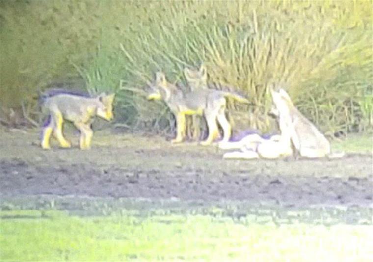 Wölfe in Gnarrenburg: Die Natur bietet laut Berater bisher genügend Nahrung Das Bild von Uwe Steffens belegt die Existenz des Gnarrenburger Wolfsrudels. Es ist das zweite Rudel im Landkreis Rotenburg.