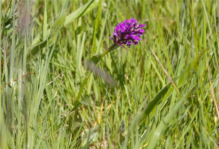 Dreist: Seltene Wildorchideen in Wulsdorf gestohlen Das Breitblättrige Knabenkraut hatte gerade angefangen zu blühen, da wurde es aus dem Schutzgebiet Rohrniederung gestohlen.