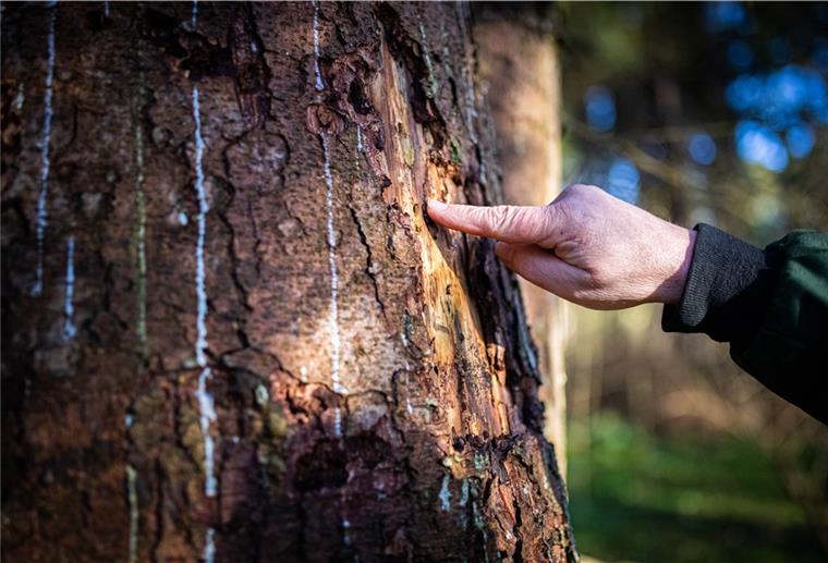 Abschied von den Fichten im Bürgerpark Bremerhaven Das Bremerhavener Gartenbauamt nimmt die von Trockenheit und Borkenkäfern geschundenen Nadelholzbestände unter die Lupe.