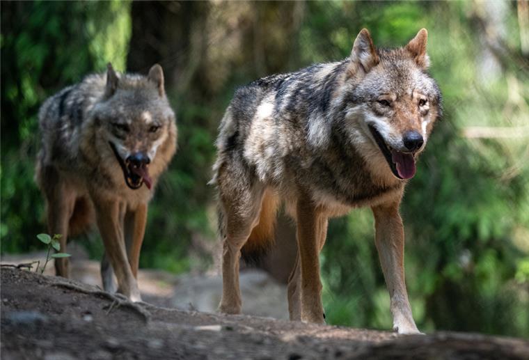 Zahl der Wolfsrudel in Deutschland steigt leicht an Zwei Wölfe