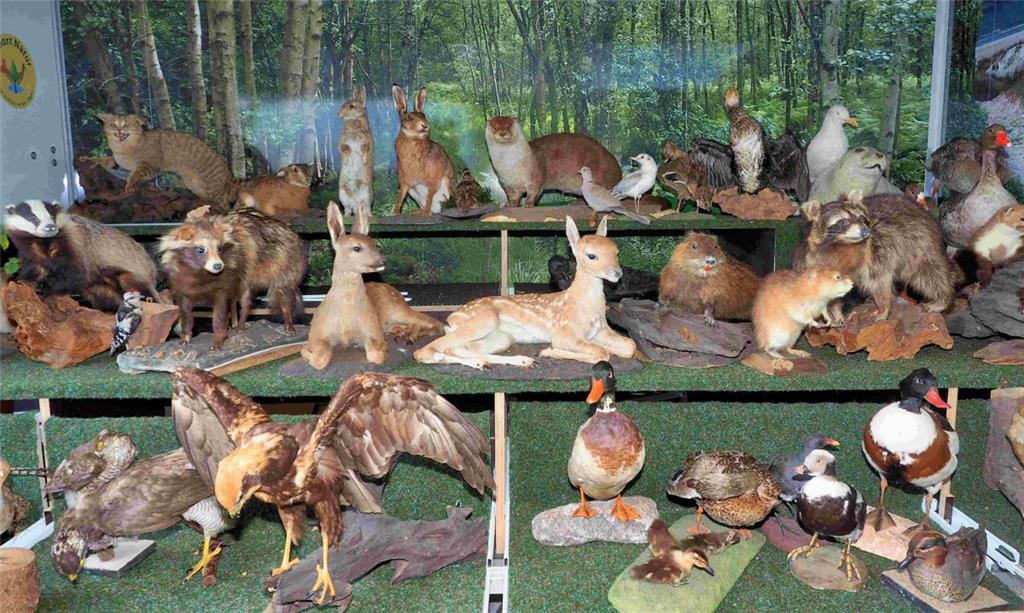 Das Diorama der Jägerschaft Wesermünde-Bremerhaven wurde besonders von vielen K...