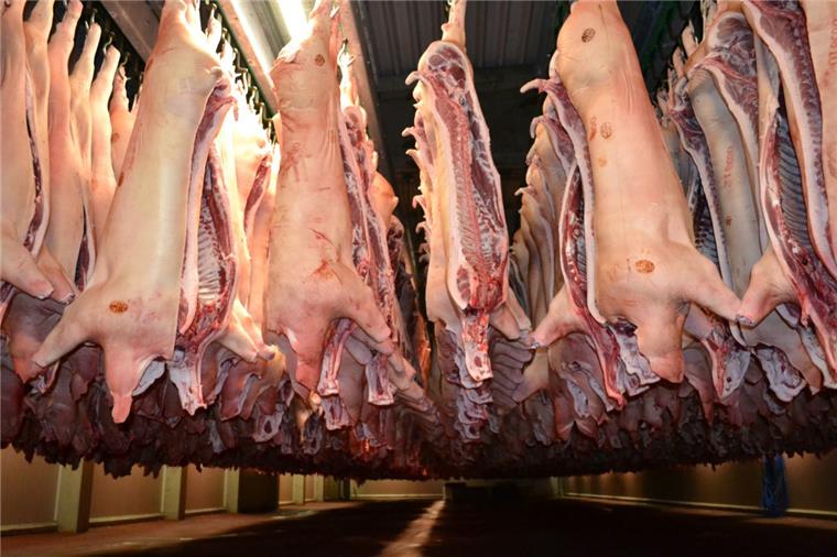 Das Düringer Fleischkontor gehört zu den Großen: Jedes Jahr werden hier mehr als eine Million Schweine geschlachtet.  Foto Hansen