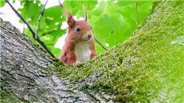 Das Eichhörnchen heißt übersetzt auf Plattdeutsch „Katteker“. (Symbolbild)