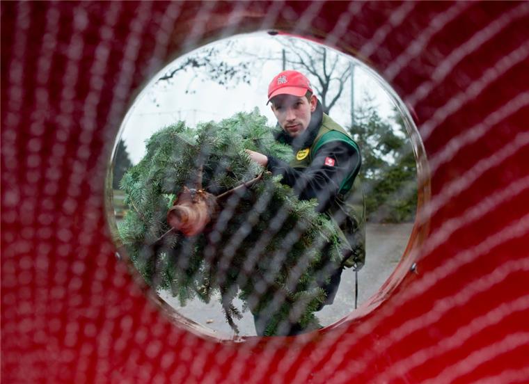 Aufgepasst: Hier könnt euren Weihnachtsbaum kaufen! Das Einnetzen von Tannenbäumen gehört dazu: An vielen Orten in unserer Region gibt es Weihnachtsbäume - zum Kaufen oder Selberschlagen.