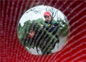Das Einnetzen von Tannenbäumen gehört dazu: An vielen Orten in unserer Region gibt es Weihnachtsbäume - zum Kaufen oder Selberschlagen. 