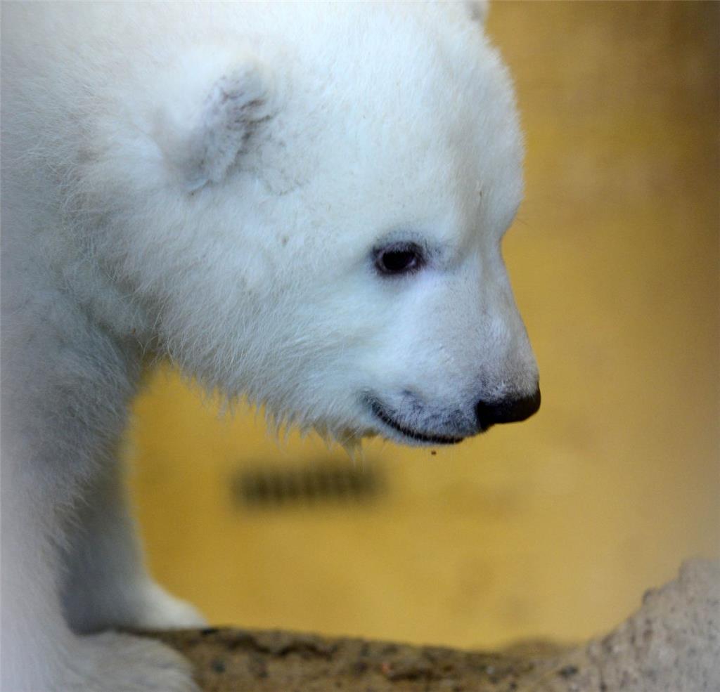 Das Eisbären-Mädchen geht auf Erkundungsreise.
