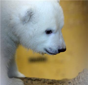Das Eisbären-Mädchen geht auf Erkundungsreise.