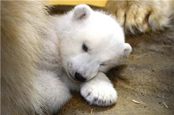 Das Eisbären-Mädchen ist noch müde.