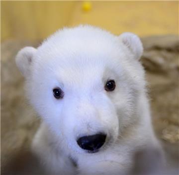 Das Eisbären-Mädchen sieht mit den Knopfaugen aus wie ein Kuscheltier.