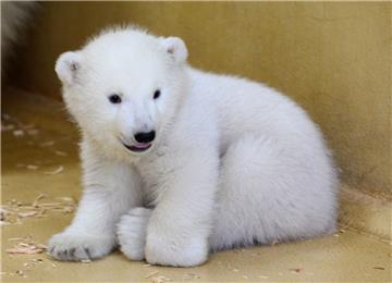 Das Eisbären-Mädchen versprüht gute Laune.