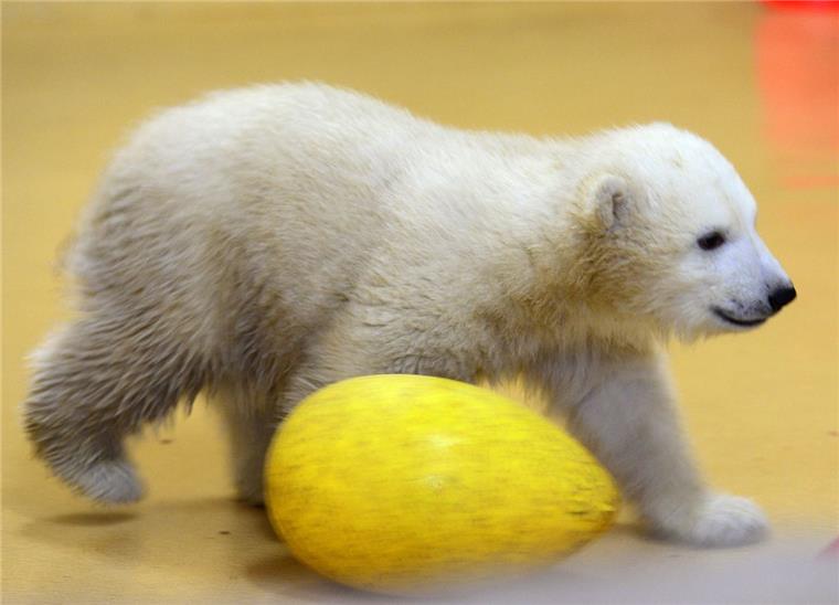Die kleine Eisbärin wird Lili heißen Das Eisbären-Mädchen wird auf den Namen Lili getauft.