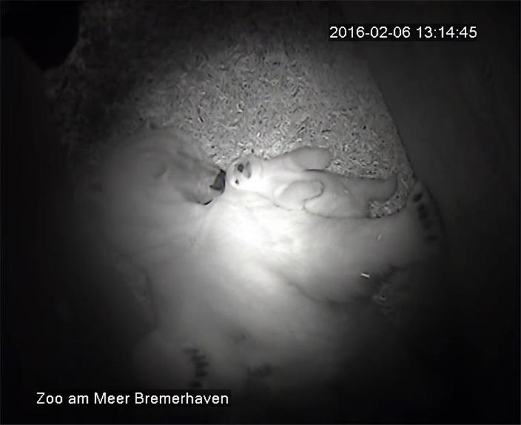 Das Eisbärenbaby bleibt in der Wurfhöhle immer in der Nähe ihrer Mama Valeska. 
