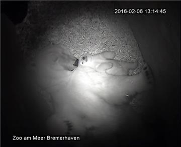Das Eisbärenbaby bleibt in der Wurfhöhle immer in der Nähe ihrer Mama Valeska. 