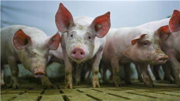 Das Ende eines Förderprogramms für den tierwohlgerechten Umbau der Schweinehaltung stößt auf Kritik in Niedersachsen. (Archivfoto)