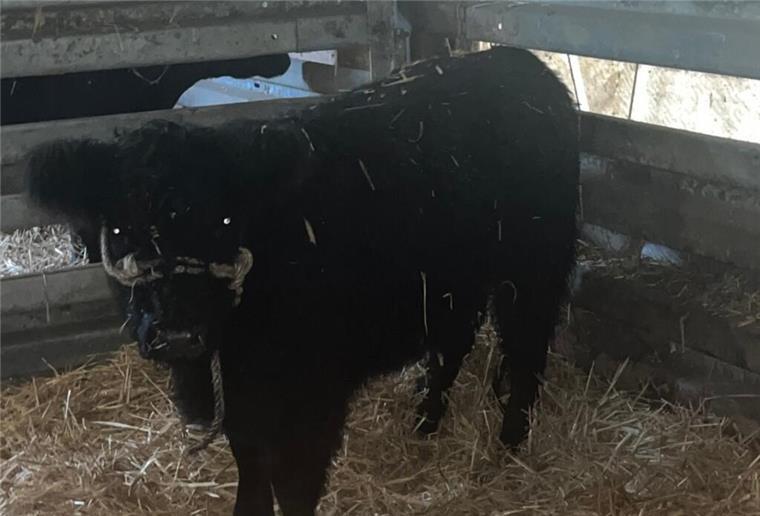 Polizei sucht Besitzer eines entlaufenen Galloway-Rinds Das entlaufene Galloway-Rind wurde an einem neuen Standort untergebracht.