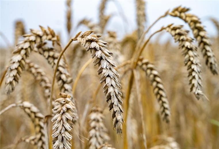 Regen behindert Ernte in Niedersachsen: Dürftige Erträge Getreide steht auf einem Feld