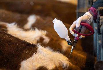 Eine Veterinärin impft beim Auftakt einer Impfaktion bei Rindern gegen die Blauzungenkrankheit ein Jungtier.