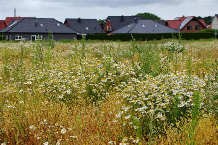 Neuer Ärger um das alte Klinikgelände in Nordenham Das frühere Klinikgelände, das irgendwann zum Baugebiet werden soll, bleibt wegen der aktuellen Probleme vorerst im Besitz von Helios.