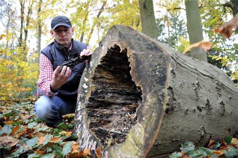Das Gartenbauamt mit Herrn Wintjen hat mit Pilzbefall an Bäumen zu kämpfen. Foto Scheschonka
