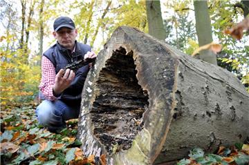 Das Gartenbauamt mit Herrn Wintjen hat mit Pilzbefall an Bäumen zu kämpfen. Foto Scheschonka