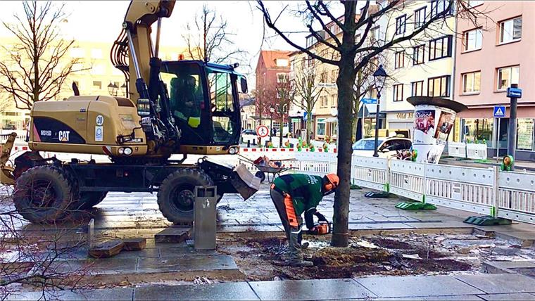 28 kranke Linden am Heussplatz werden gefällt Das geht ruck-zuck: Die Baggerschaufel klemmt sich die Baumspitze ins Maul, unten kreischt die Säge, ist der schlanke Stamm durch, legt der Bagger den Baum sanft auf die Seite. So ergeht es 28 Linden am Theodor-Heuss-Platz. Foto Schwan