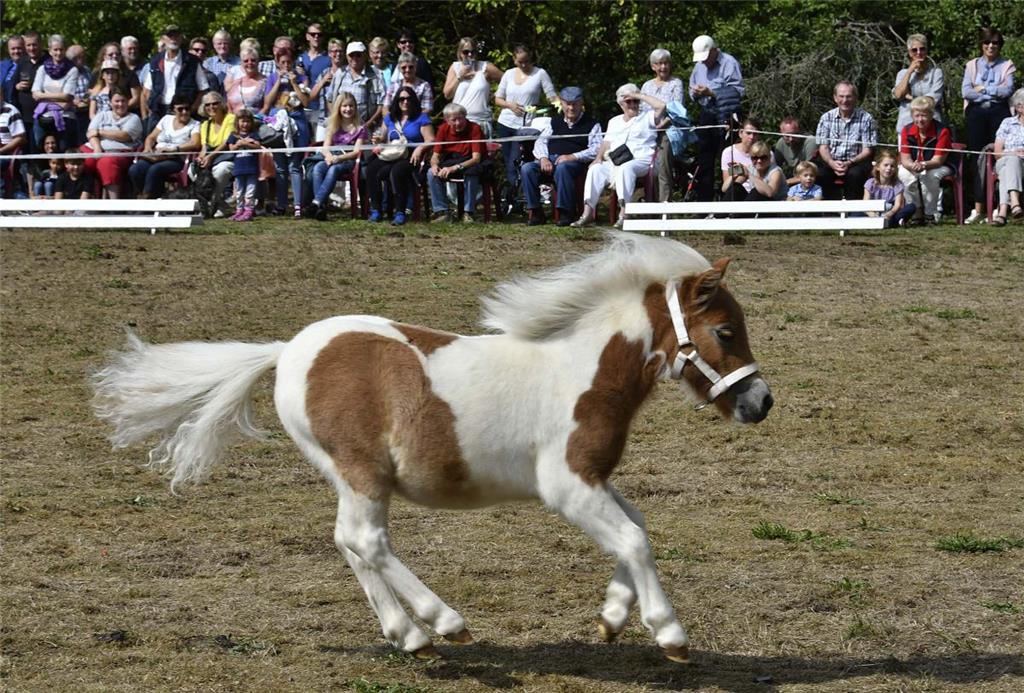 Das gerade vier Monate alte Minishetty-Pony Apollo vom Hof Tiedemann in Midlum h...