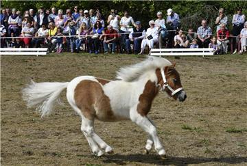 Das gerade vier Monate alte Minishetty-Pony Apollo vom Hof Tiedemann in Midlum h...