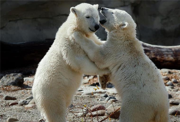 Nach 5 Jahren ist Schluss! Eisbären müssen Bremerhavens Zoo am Meer verlassen Zwei Eisbären