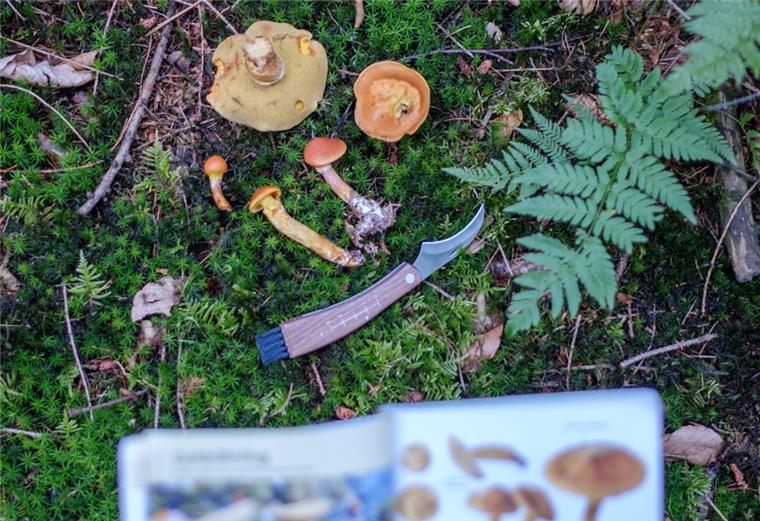 Knollenblätterpilz: Gefährliche Verwechselung Das Giftinformationszentrum Nord warnt Pilzsucher in Norddeutschland davor, sich in den nächsten Wochen mit Knollenblätterpilzen zu vergiften.
