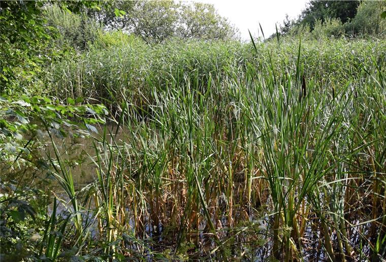 Selsingen will zugewachsene Regen-Rückhaltebecken räumen Das Hauptrückhaltebecken am Karkenstieg in Selsingen ist nahezu komplett zugewachsen. Bald soll es geräumt werden.