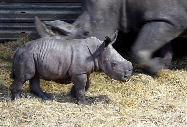 Nashorn-Nachwuchs im Serengeti-Park: Fabiana erblickt das Licht der Welt Das Hodenhagener Nashornmädchen ist der erste Nachkomme des erst sieben Jahre jungen Zuchtbullen Ekozu.