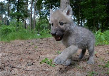 Das im Cuxland lebende Wolfspaar soll vier Welpen zur Welt gebracht haben.