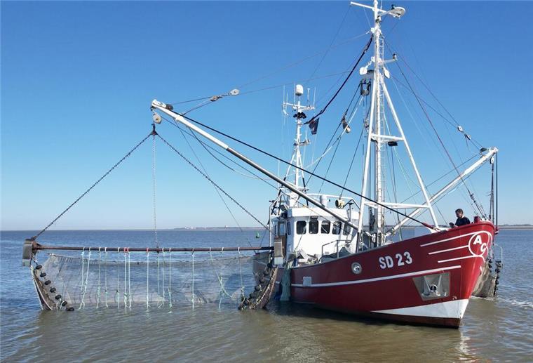 Verblüffender Fang in der Nordsee! Diesen Fisch dürfte es gar nicht geben der Kutter eine Krabbenfischers