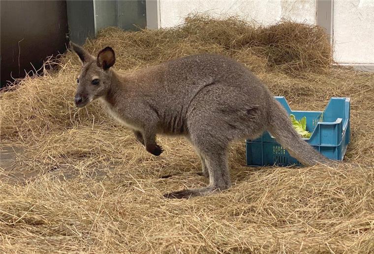 Känguru aus dem Kreis Cuxhaven findet neues Zuhause im Serengeti-Park Das junge Bennett-Känguru im Känguru-Haus des Serengeti-Parks.