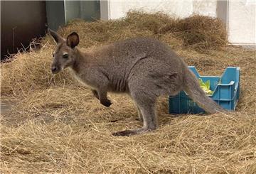 Das junge Bennett-Känguru im Känguru-Haus des Serengeti-Parks.
