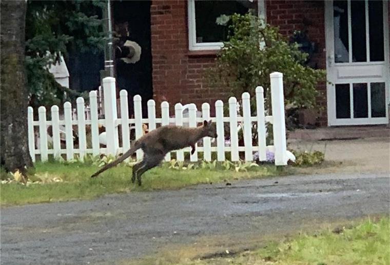 Das Känguru Energy war zuletzt mehrfach in Lauenbrück gesichtet worden. Nun wurde die traurige Nachricht von seinem Tod bekannt. 