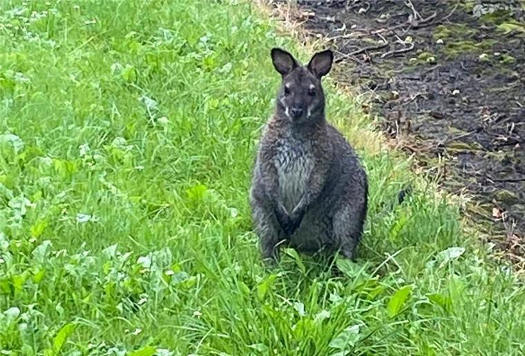 Nach wochenlangem Streifzug im Kreis Cuxhaven: Ausgebüxtes Känguru im Kreis Stade eingefangen Känguru auf einer Wiese