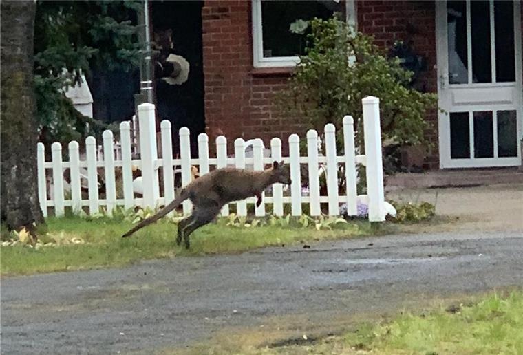 Lauenbrück: Känguru-Halter gefunden Das Känguruweibchen Fipsi-Energy wurde noch nicht gefunden.