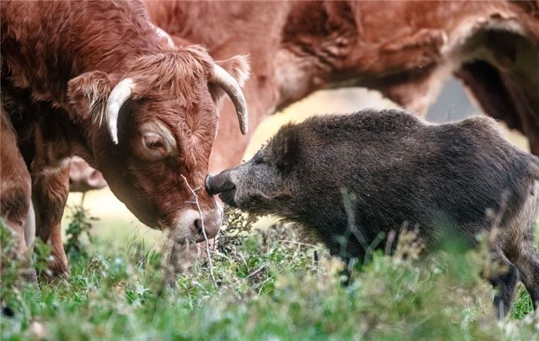 Allein unter Rindern: Wildschwein "Banana" fühlt sich wohl Das klappt: Eine Rinderherde hat ein Wildschwein adoptiert. Foto dpa