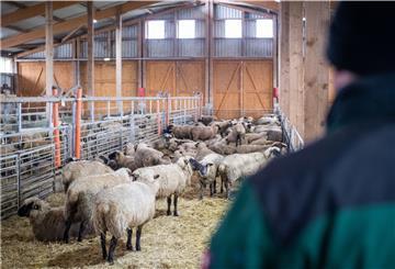 Das Land Niedersachsen hat Halter von Schafen und Ziegen im vergangenen Jahr 2021 mit rund 2,061 Millionen Euro Fördergeld bei der Beweidung von Flächen unterstützt.