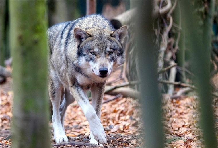 Darf der Wolf jetzt geschossen werden oder nicht? Ein Wolf läuft im Wald