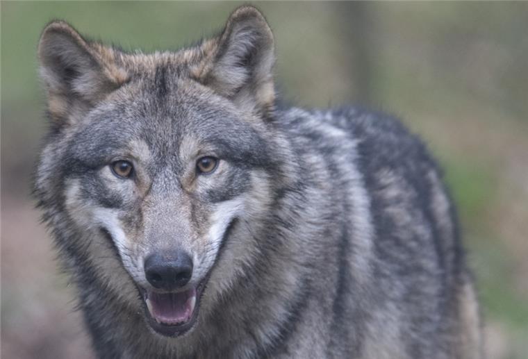Niedersachsen: Landwirte kritisieren geplantes Wolfsmanagement Ein Wolf läuft durch ein Freigehege im Wildpark
