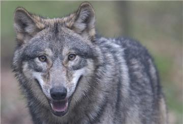Ein Wolf läuft durch ein Freigehege im Wildpark