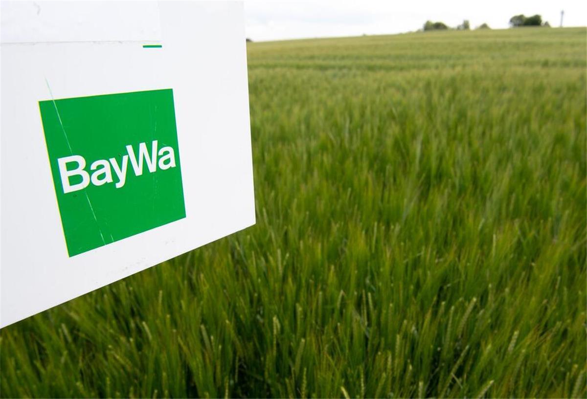 Das Logo des Mischkonzerns BayWa auf einem Schild in einem Getreidefeld. (zu dpa: «Baywa vereinbart Rettungplan - erste große Schritte»)