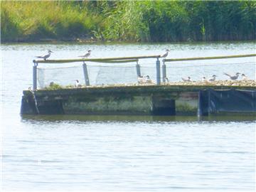 Das neue Domizil der Flussseeschwalbe auf der Alten Weser. Etliche Brutpaare sind schon dorthin umgezogen.